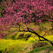 春の花の写真 画像 写真集 写真共有サイト Photohito