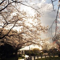 2014-桜-