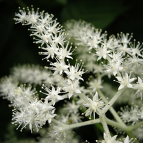 白い野の花