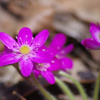 春の野の花-2014-1