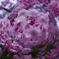 桜の花