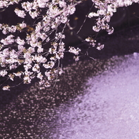 SAKURA 2014 Gallery