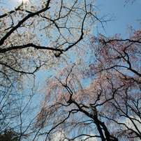 春・和・晴