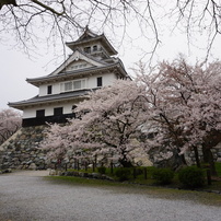 豊公園の桜