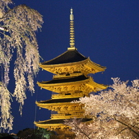 京都、吉野（奈良）の桜
