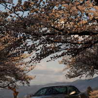 SAKURA 2014 ①