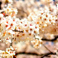 桜ぎゃらりー