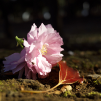 散り行く桜