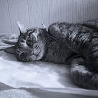 家の猫4