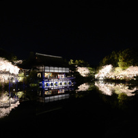 京都・桜浪漫譚2014