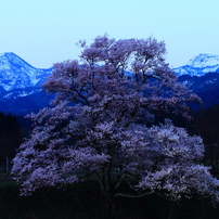 向野の桜①