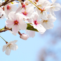 無邪気な桜