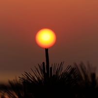 夕光模様～花