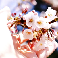Sakura