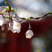 観音堂に桜