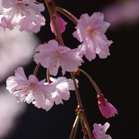 枝垂桜-2014