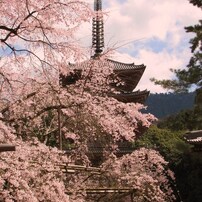 2009京都　醍醐寺01