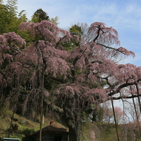 紅枝垂地蔵桜なう