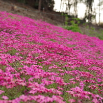 近所の芝桜(2014/4/27)