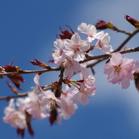 桜色・いろいろ7