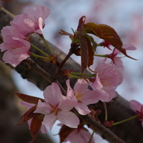 桜色・いろいろ-2014-1