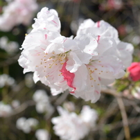 たぶん桜