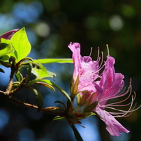 華麗なる花達2014．２