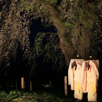 おしら様の枝垂れ桜なう