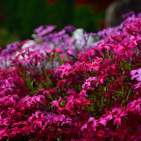 2014GW 　芝桜から藤棚へ