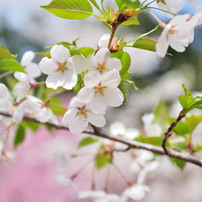 北海道神宮の桜　２０１４