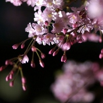 2014_桜