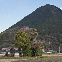 さくら