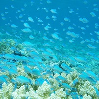 Blue-green chromis