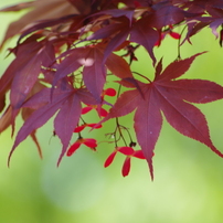 カエデの花とプロペラ