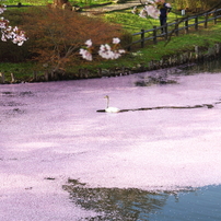 みちのく桜2014・・・散りてなお