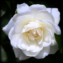 2014・05月の白バラ-444