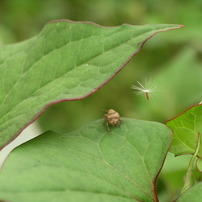 PENTAX(ペンタックス)のデジタルカメラOptio 555 で撮影した写真(画像