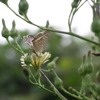 PENTAX(ペンタックス)のデジタルカメラOptio 555 で撮影した写真