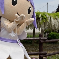 石井町藤まつり