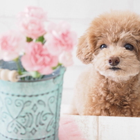 トイ・プードルの写真(画像)・写真集 - 写真共有サイト:PHOTOHITO