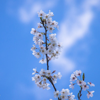 桜と空