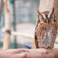 ミミズクの写真 画像 写真集 写真共有サイト Photohito