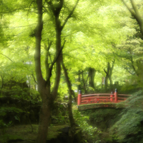 立夏　若葉萌ゆる