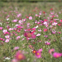 秋桜