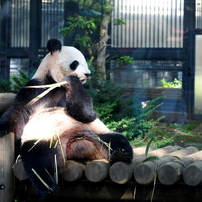 上野動物園2013夏