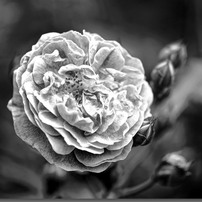 春の薔薇　　　　