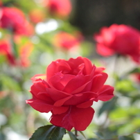 ＊Rose Fes＊