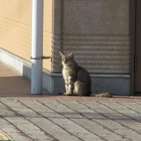 港の猫