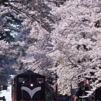 芦野の桜　2014
