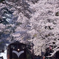 桜の想い出